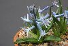 <em>Hyacinthus orientalis chionophilus</em>